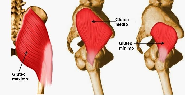Músculos glúteos